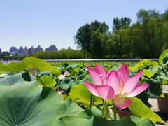 -莲花池公园