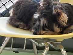 -怪兽屋·羊驼·猫咖·狗咖(俊华广场店)