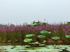 -白洋淀景区