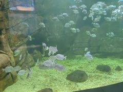 -洛阳龙门海洋馆