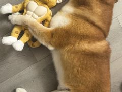 -哆趣宠物医院·眼科·内镜·急重症转诊中心(上海店)