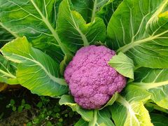 -中国天府农业博览园