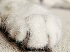 -喵的天空名猫咖啡馆·撸猫·猫舍·用品