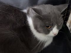 -佳雯宠物医院·皮肤科·内外科(春晓路分院)