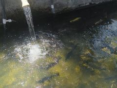 -北京龙庆四季香农家饭庄·灶台鱼·碳烤虹鳟鱼(龙庆峡店)