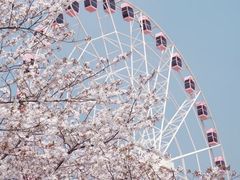 -顾村公园