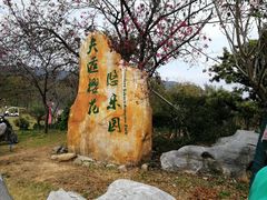 -天适樱花悠乐园