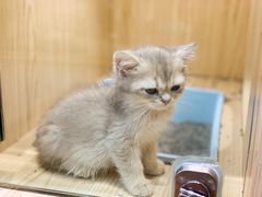 -屋虎猫馆(宝安大仟里店)