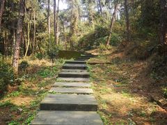 -铁山坪森林公园