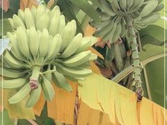 -云溪植物园