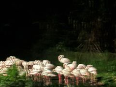 -夜间野生动物园