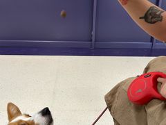 -帕帕拉兹宠物(亚洲旗舰店)