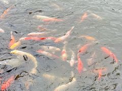 -珠海圆明新园