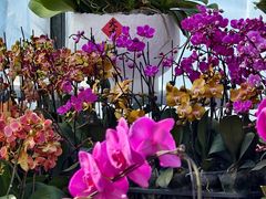 -中环花鸟鱼虫市场