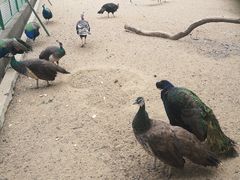 -苏州上方山国家森林公园