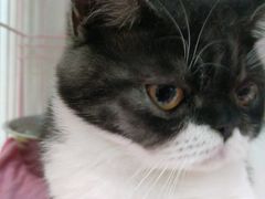 -瑞鹏宠物医院·骨科·猫科·内科(第一中心)