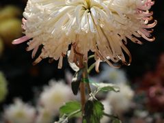 -杭州植物园