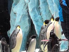 -帝企鹅自助餐厅•儿童岛•真企鹅(长隆企鹅酒店)