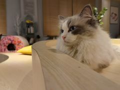 -有猫咖啡umeow coffee
