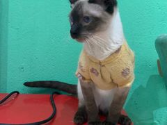 -猫色咖啡·猫咖
