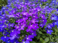 -春花秋色城市公园