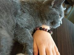 -共舞时光猫咖·狗咖(新街口店)