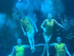 -海合安成都极地海洋公园