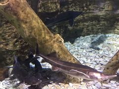 -迪拜水族馆及水下动物园