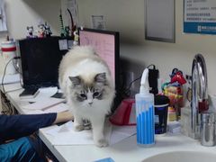 -美联众合动物医院·24h转诊中心
