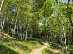 -上海佘山国家森林公园天马山园