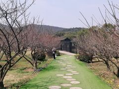 -香雪海