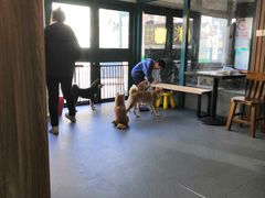 -柴源莊·柴小宠柴犬咖啡