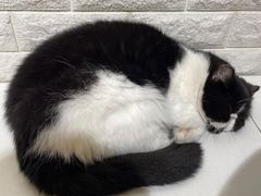 -平行世界·猫咖(首经贸店)
