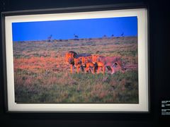 -罗红摄影艺术馆