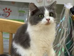 -楼上猫咖(罗湖店)