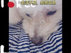 -瑞鹏宠物医院·爱宠堂·骨外专科(西荷分院)