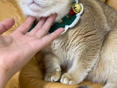 -逗柴咖啡屋·狗咖猫咖宠物桌游