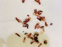 -美联众合动物医院·24h转诊中心