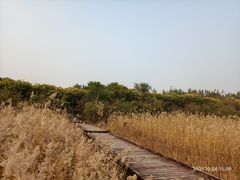 -西青郊野公园