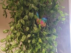 -施奈儿.洗头頭療.按摩SPA.采耳(上梅林店)