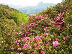-贵州百里杜鹃风景名胜区