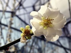 -北京鹫峰国家森林公园