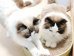 -猫在这儿猫咪咖啡馆·撸猫馆