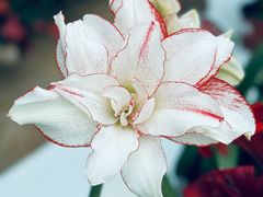 -石家庄市植物园