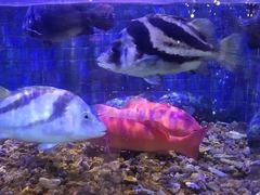 -珍宝轩海鲜火锅(碧湖大厦店)