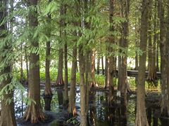 -溱湖国家湿地公园