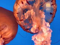 -太平洋海底世界