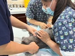 -思琪宠物医院(昆山花桥店)
