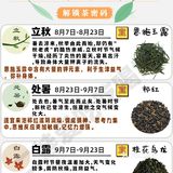 24节气喝茶图鉴🍃解锁茶密码