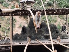 -西双版纳原始森林公园